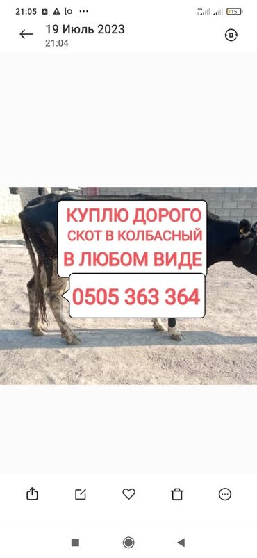 лошадь кыргызстан: Куплю | Коровы, быки, Лошади, кони | Круглосуточно, Любое состояние, Забитый