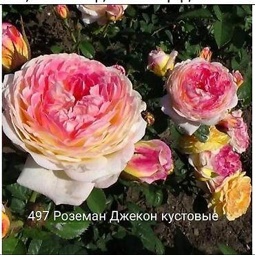 Rose saplings: Кустовые розы — сорта: - Э Шропшир Эд (№534): густомахровые — 6