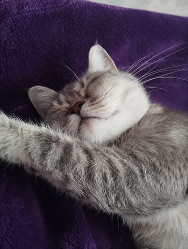 Pledlər: Rəng - Bənövşəyi Mikrofiber Pled -da lalafo.az — 1 Pledlər: Rəng - Bənövşəyi Mikrofiber Pled — 1