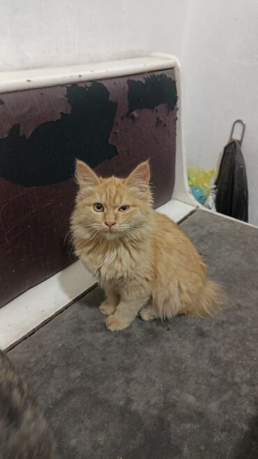 доброй: Отдаем в добрые руки котят🙏 черная, рыжая и серая -это девочки