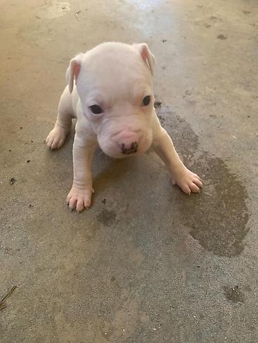Продажа собак: Питбуль, 1 месяц, Самец at lalafo.kg — 7 Продажа собак: Питбуль, 1 месяц, Самец — 7
