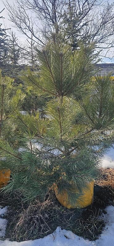 Искусственные ёлки: Ёлка,сосна,голубые ели,пихта,берёза — 24