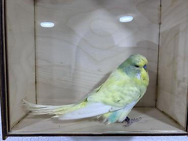 Tutuquşları: Salam . Jumbo erkək quşlar satılır hamısı hazır erkəylərdi çoxsu cütdə — 4