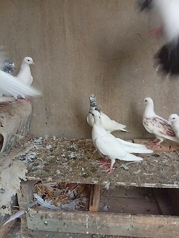 derzi quşu: Göyərçinlər satılır cutu manatdır 15 manatdır ünvan hövsan — 3
