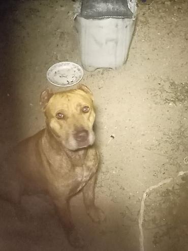 pitbul erkek: Pitbul, 6 ay, Erkək, Peyvəndli, Ünvandan götürmə — 3