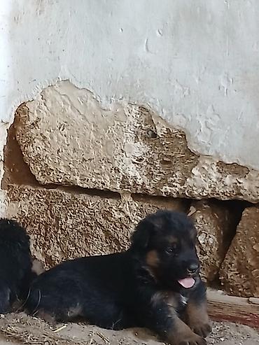 itlər bala: Alman çoban iti, 2 ay, Ödənişli çatdırılma — 3