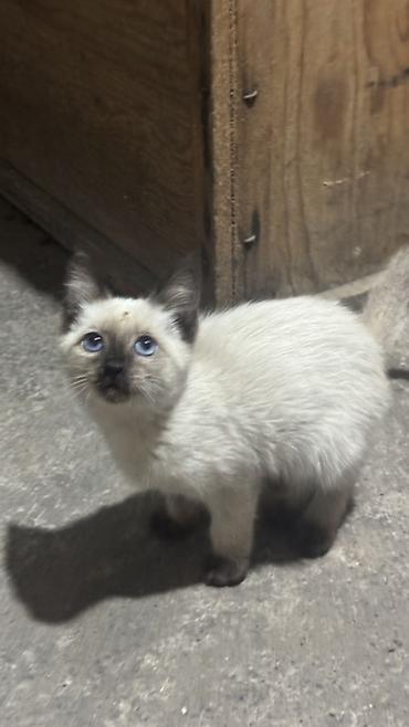 купить кота: Сиамская, 4 месяца, Мальчик, Приучена к лотку — 1