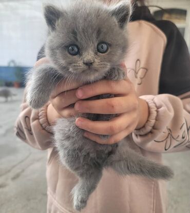 продажа охотничьих собак: 🐾 Очаровательные британские котята ищут новый дом! 🐾 Продаются 4