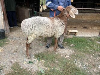 сколько стоит собака доберман: Сатам | Кочкор (эркек) | Арашан | Көбөйтүү үчүн | Жасалма жол менен боозутуу