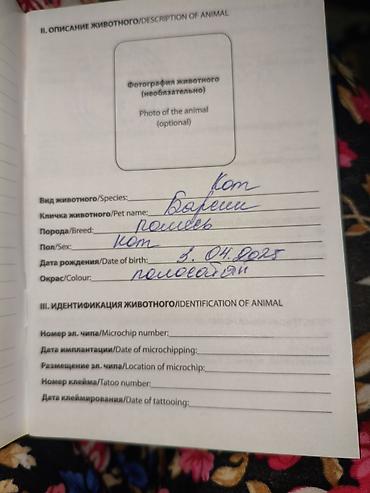 Мышыктар: 1 жаш, Эркек, Лотокко барууга үйрөтүлгөн — 5