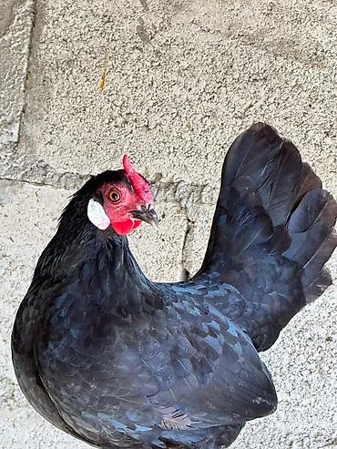 Птицы: На продажу Оптом Количество 22 штуки. Яйца несут. Возраст прошлого — 4