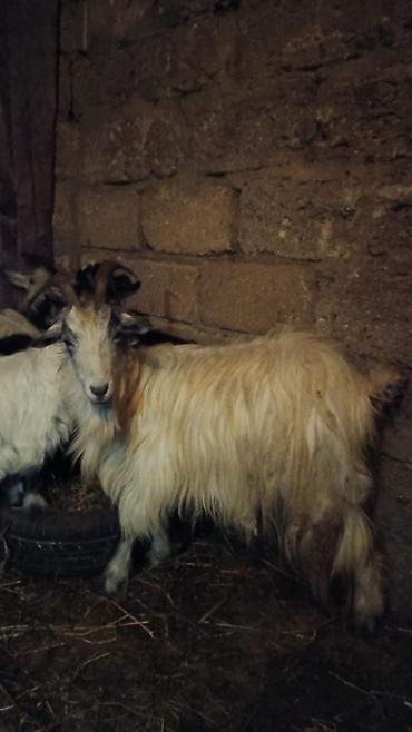 keci heyvan: Heyvan 1nci qarına dişi bala ilə ana bala satılır balası 1ay — 1