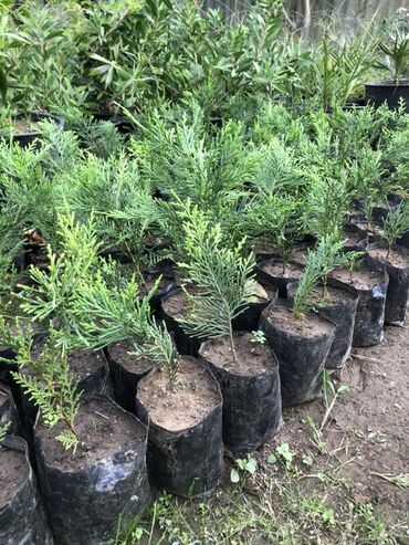 islenmis kafel metlax: LEYLANDRA. Thuja (küknar tipli həmişəyaşıl) şitilləri - Qara