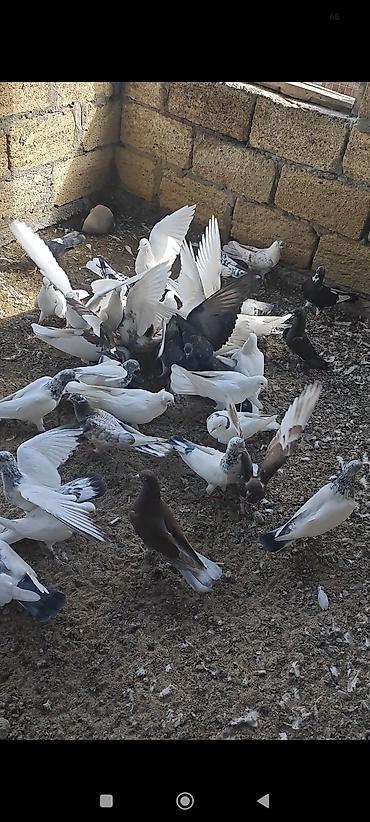 satılan atlar: Tərgizmə heyvanlardi kom satilir tek tek satilmir — 9