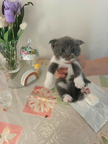 Кошки: Шотландская вислоухая, Самка, В добрые руки, Платная доставка — 2