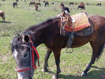 продам лотки для яиц бу: Продаю