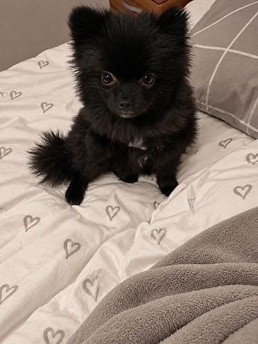 секс девучка сабака: Миниатюрный шпиц 🖤🐾 ИЩЕМ НЕВЕСТУ ДЛЯ НАШЕГО КРАСАВЧИКА! 🐾🖤 — 1