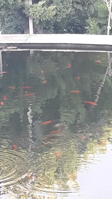 Akvariumlar: Yapon qizil baliqlari, hal hazirda hovoz seraitinde yasayirlar — 12