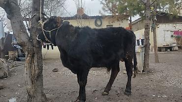 Коровы, быки: Продаю | Бык (самец) | На откорм | Привязанные — 4