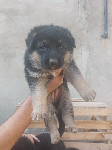 İtlər: Alman çoban iti, 1 ay, Erkek, Ödənişli çatdırılma — 5