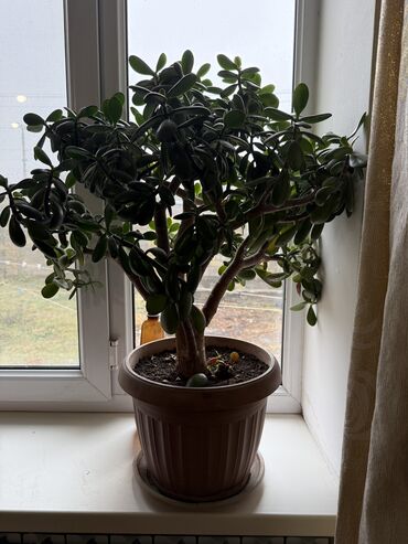 Денежное дерево: Комнатные растения в горшках - Дерево крассула (денежное дерево — 8