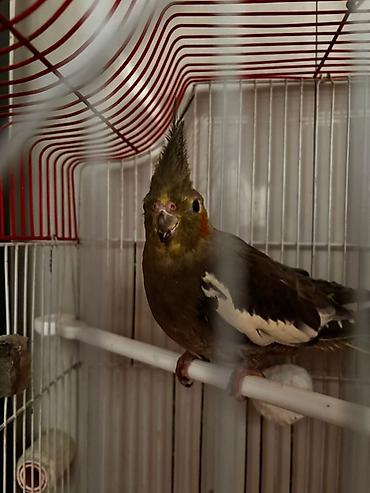 Tutuquşları: Hazır korella cütləri satılır cütü 60 manat hər iki cütü götürən olsa — 2