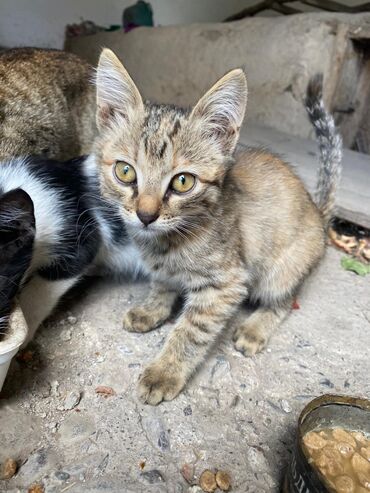 белый шотландский котенок: 3х месячный котенок ищет дом, очень шустрый,игривый, кушает сухой и