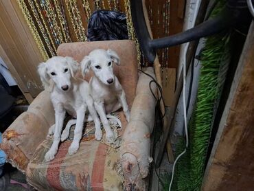 собака породы чихуахуа: Собака даром: Дворняжка, 5 месяцев, Самка