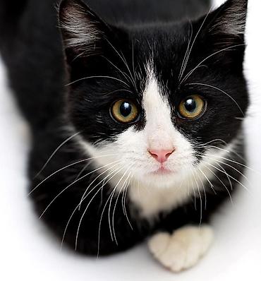 tuxedo порода кошек цена: Кошка даром: Беспородная, Девочка, Приучена к лотку — 1