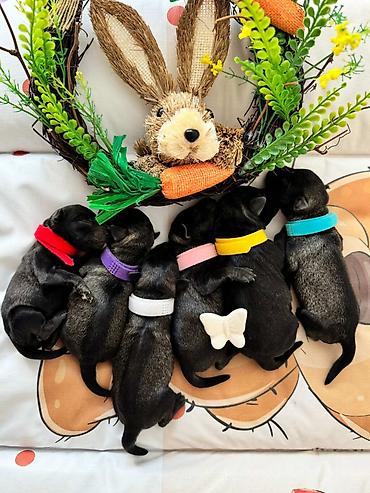 Psi: Patuljasti Snaucer Biber so boja 5 zenki 1 muzjak Stenad su iz — 4