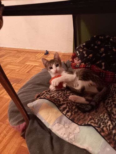 Mačke: Mlad mackic trazi dom Sklonjen sa ulice oko 6 meseci star ociscen