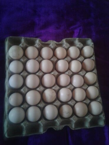 инкубационный: Продаю | Инкубационные яйца | Полубрама