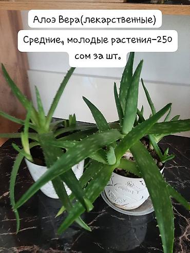 кок алма: Комнатные растения в горшках: - Сансевиерия полосатая, высокорослая — — 9