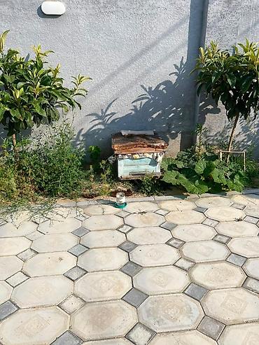 ari satisi: *Seva Xirdalan* ari yeşiyi satilir. Arilar saqlamdir.Kecen ilin — 1