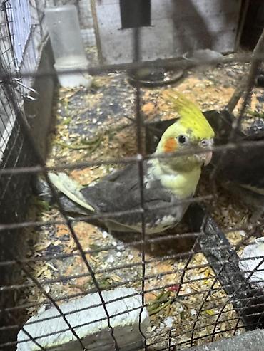 Nymph paraket (Cockatiel) – sarı lələk tacı və yanaqlarda narıncı