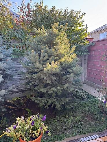 семена ель: Ель голубая (Picea pungens), Декоративная декоративная хвойная порода — 2