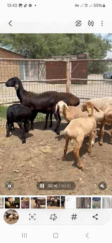 в связи с переездом отдам попугая жако в добрые руки: Сатам | Козу, Кочкор (эркек) | Арашан | Көбөйтүү үчүн | Асыл тукумдуу