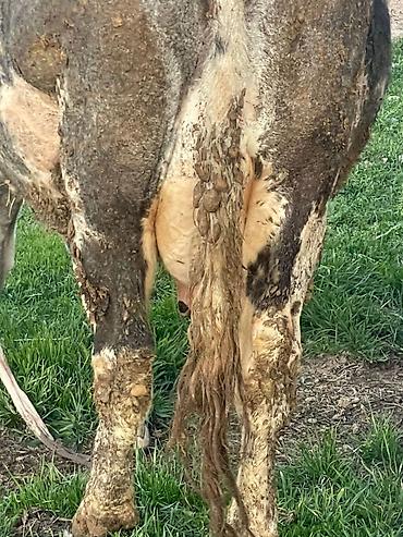 Коровы, быки: Продаю | Корова (самка) | Для молока — 9