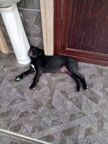 itler doberman: Kane-Korso, 2 ay, Erkek, Peyvəndli, Ünvandan götürmə