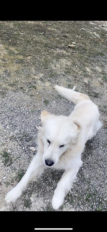 İtlər: Retriver temiz Ev itidir dil kamanda bilir oynamagi sevir remensiz — 5