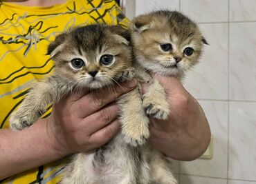пушистая сиамская кошка: Скотиш Фолд (Шотландская вислоухая), 2 месяца, Мальчик, Золотая шиншилла