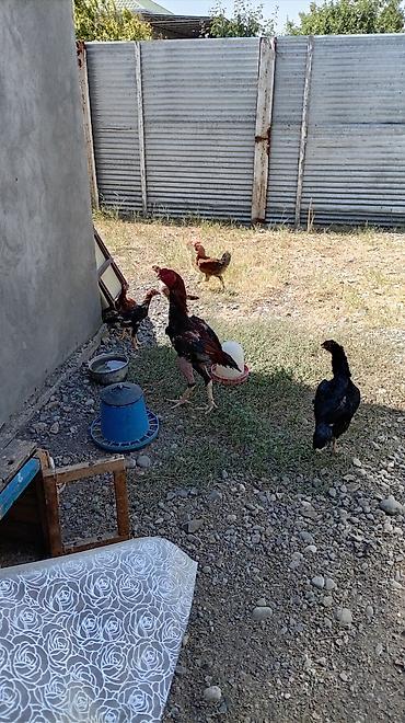 www.toyuq ve cuce yem qablari: Toyuq cücələri, Damazlıq — 10