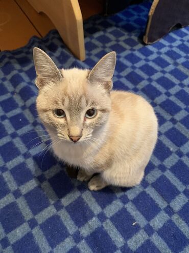 балинезийская кошка: Породистые кошки Красивые кошкипервый кот пародистыйсо всеми