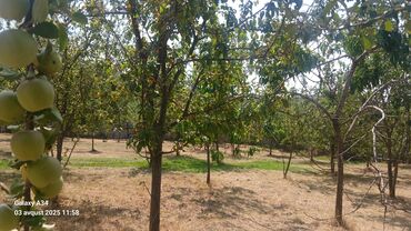 Torpaq sahələrinin satışı: Kənd təsərrüfatı — 10