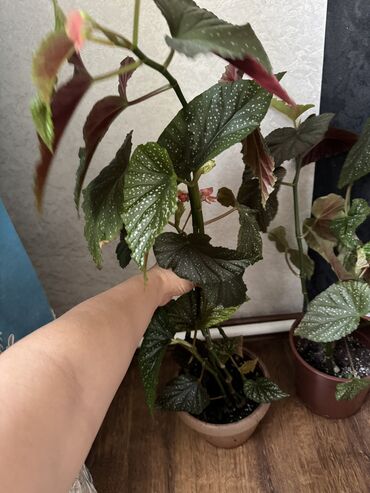 Другие комнатные растения: Гузмания абутилон оранжевый,каланхое розовый махровый,амазонская — 7