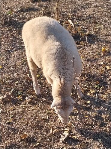 отдам в добрые руки котенка: Ягненок, Самка, месяцев: 5, Для разведения