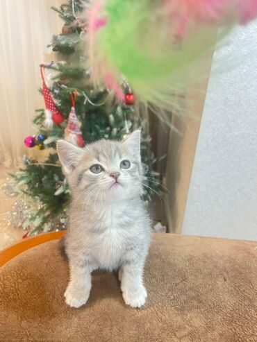 Pişiklər: 200 manatdan başdıyan qiymətlər 1000 manata kimi. Qiymət pişiyin — 5