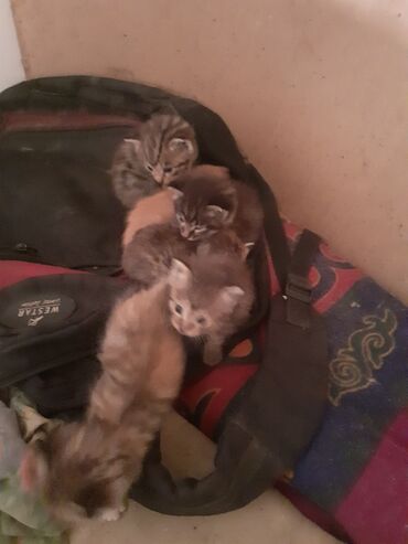 сумки для мамы: Здраствуйте, котята кому надо можете забрать, в месте мамой