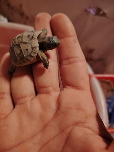 satdıq at: Başlıq: 🐢 Sağlam və mehriban balaca ev tısbağası satılır Mətn — 3