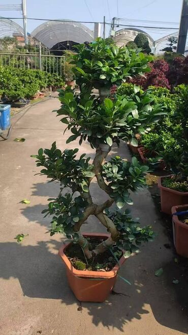 Пальмы: Пальмы Кофейное деревоПальмы,Фикусы и тд — 16